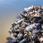 Steeds Aan Zee 4* Katwijk aan Zee