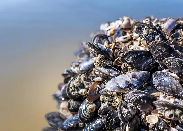 Steeds Aan Zee 4* Katwijk aan Zee
