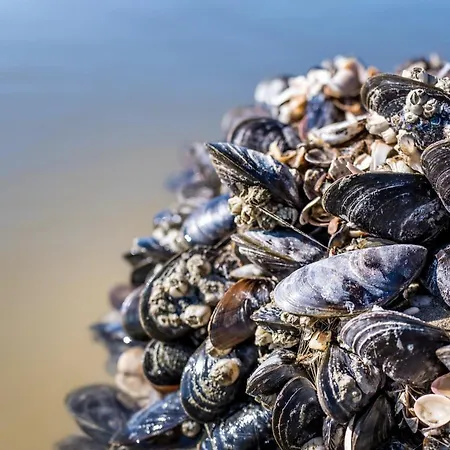 Hotel Steeds Aan Zee 4* Katwijk aan Zee